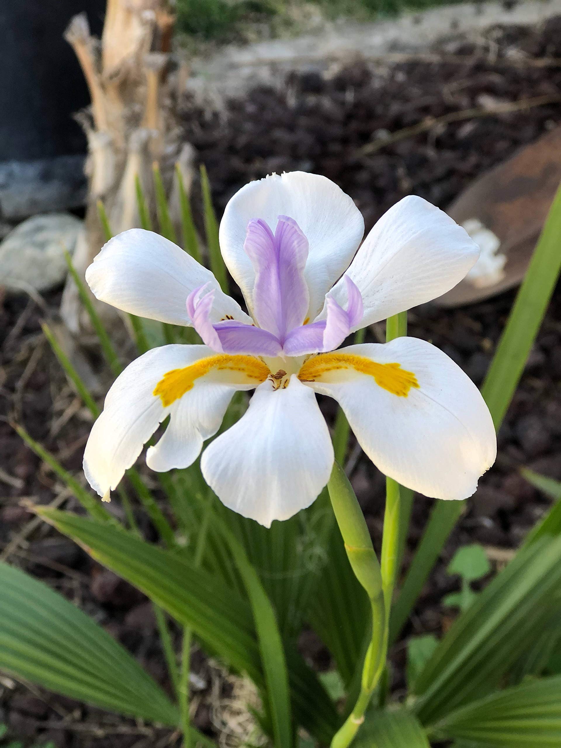Amazon.com : African Iris White - 10 Live Plants - Dietes